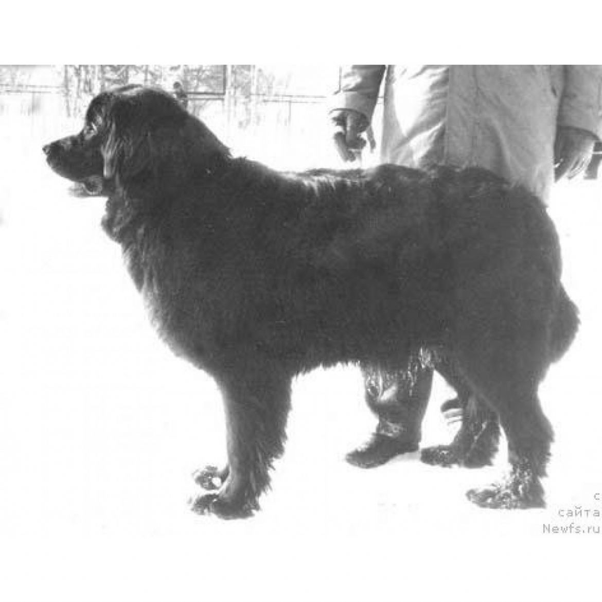 R Schell Mollord of Lajf Sejver (18-12-1989)